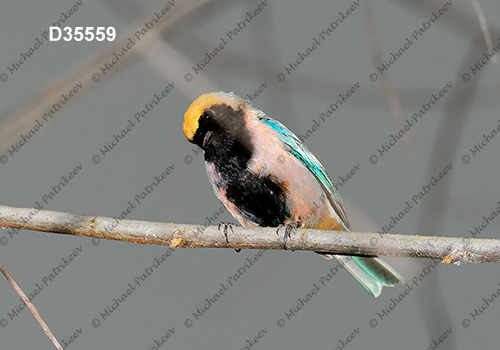 Burnished-buff Tanager (Tangara cayana)